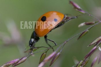 EA134935, Eastpress, Kotka, Suomi